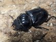 画像2: グランディスオオクワガタ　73/45/44　成虫トリオ (2)
