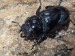 画像3: グランディスオオクワガタ　74/47/45　成虫トリオ (3)