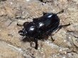 画像2: ニジイロクワガタ(14)　紫紺　44/35　成虫ペア (2)