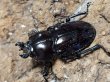 画像2: ニジイロクワガタ(17)　紫紺　51/36　成虫ペア (2)