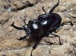 画像1: ニジイロクワガタ(13)　紫紺　54/37　成虫ペア (1)