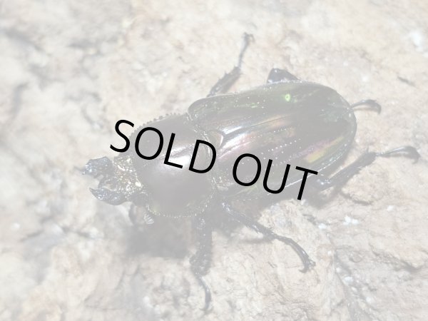 画像2: ニジイロクワガタ(25)　55/38　成虫ペア (2)