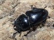画像3: グランディスオオクワガタ　74/48/47　成虫トリオ (3)