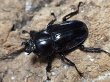 画像2: ニジイロクワガタ(15)　紫紺　40/35　成虫ペア (2)