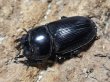 画像2: オオクワガタ　69/43　ペア (2)
