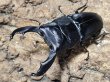画像1: スマトラオオヒラタ ベンクール　95/48　成虫ペア (1)