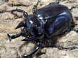 画像1: ヴァズデメロゾウカブト　103/77　成虫ペア (1)