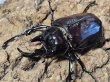 画像1: ヴァズデメロゾウカブト　107/78　成虫ペア (1)