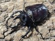 画像1: ヴァズデメロゾウカブト　111/78　成虫ペア (1)
