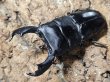 画像1: スマトラオオヒラタ ベンクール　88/46　成虫ペア (1)