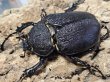 画像2: ヴァズデメロゾウカブト　107/78　成虫ペア (2)