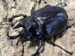 画像1: ヴァズデメロゾウカブト　103/77　成虫ペア (1)
