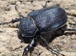 画像2: ヴァズデメロゾウカブト　111/78　成虫ペア (2)