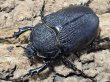 画像2: ヴァズデメロゾウカブト　103/77　成虫ペア (2)
