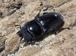 画像2: スマトラオオヒラタ ベンクール　95/48　成虫ペア (2)