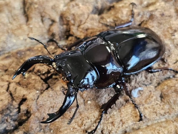 画像1: レギウスオオツヤクワガタ　73/48　ペア (1)