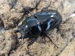 画像2: レギウスオオツヤクワガタ　73/48　ペア (2)