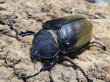 画像2: エレファスゾウカブト　128/81　ペア (2)