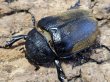 画像2: エレファスゾウカブト　120/78　ペア (2)