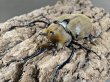画像1: エレファスゾウカブト　128/81　ペア (1)