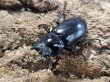 画像2: ペロッティシカクワガタ　46/33　ペア (2)