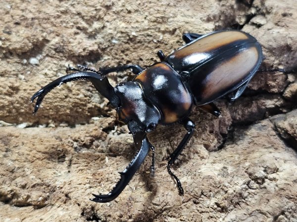画像1: スペキオススシカクワガタ　51/31　成虫ペア (1)