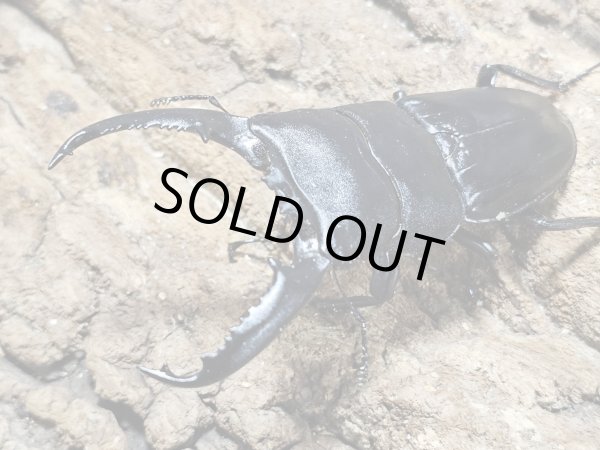 画像1: RR パラワンオオヒラタ　89/44　ペア (1)