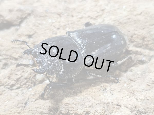 画像2: RR パラワンオオヒラタ　89/44　ペア (2)