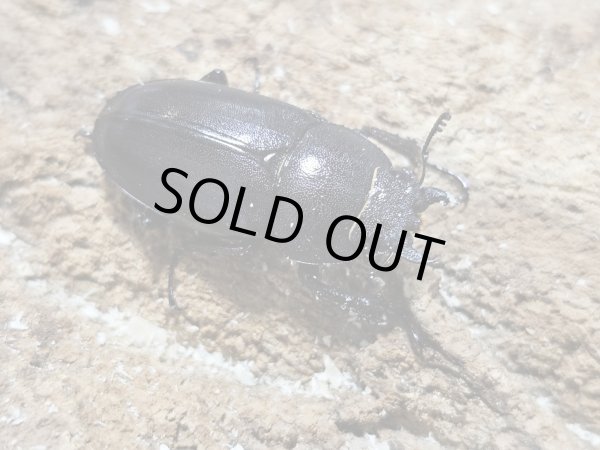 画像2: WD ツシマノコギリ　56/27　ペア (2)