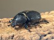 画像2: サタンオオカブト　72/60　ペア (2)