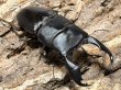 画像1: ペレンヒラタ 　91/47　成虫ペア (1)