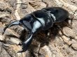 画像1: スマトラオオヒラタ　ベンクール産 　92/46　成虫ペア (1)