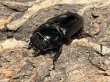 画像2: パラワンオオヒラタ　106/43　ペア (2)