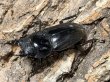 画像2: スマトラオオヒラタ　ベンクール産 　97/48　成虫ペア (2)