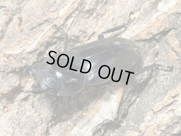 画像2: スマトラオオヒラタ　ベンクール産 　97/48　成虫ペア (2)