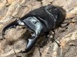 画像1: スマトラオオヒラタ 　101/52　成虫ペア (1)