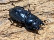 画像2: スマトラオオヒラタ 　101/52　成虫ペア (2)