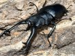 画像1: ギラファノコギリクワガタ　92/43  ペア (1)