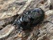 画像2: WWタランドゥスオオツヤクワガタ　58/45  ペア (2)