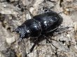 画像2: チュウゴククロツヤシカ　55/37　ペア (2)
