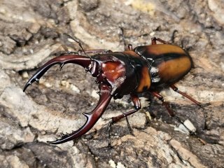 プリンシペ産　ドウネスノコギリクワガタ　62mm ノコギリクワガタ - INSECT SHOP 美咲