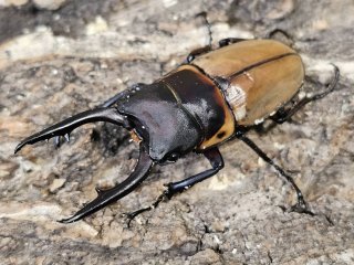 クワカブ好き カブト・クワガタ 岡山県より全国へ販売