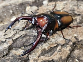 ノコギリクワガタ - INSECT SHOP 美咲