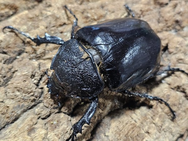 画像3: マルスゾウカブト　115/77　ペア (3)