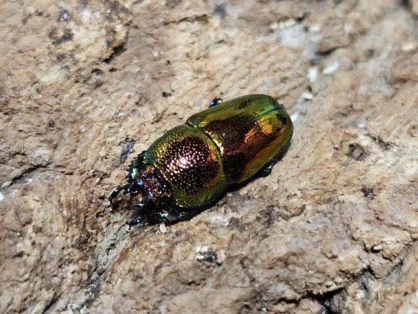 画像2: ラトレイユキンイロクワガタ　free　ペア (2)