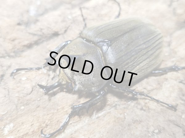 画像1: レジストロ産・アヌビスゾウカブト　65/58　ペア (1)