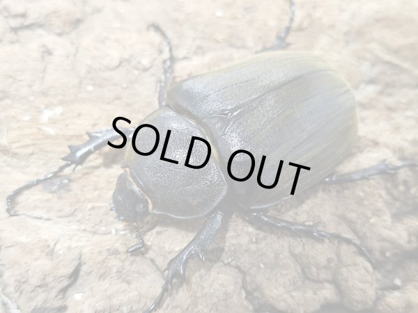 画像2: レジストロ産・アヌビスゾウカブト　65/58　ペア (2)