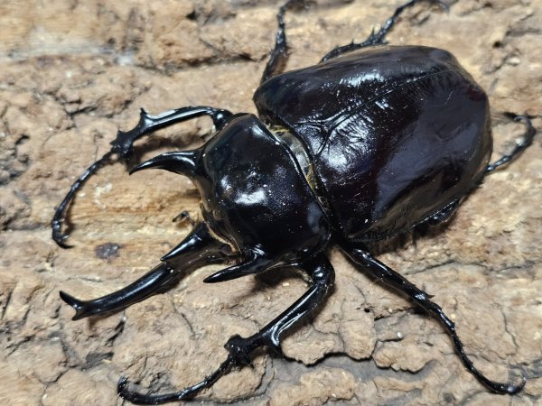 画像1: マルスゾウカブト　115/77　ペア (1)