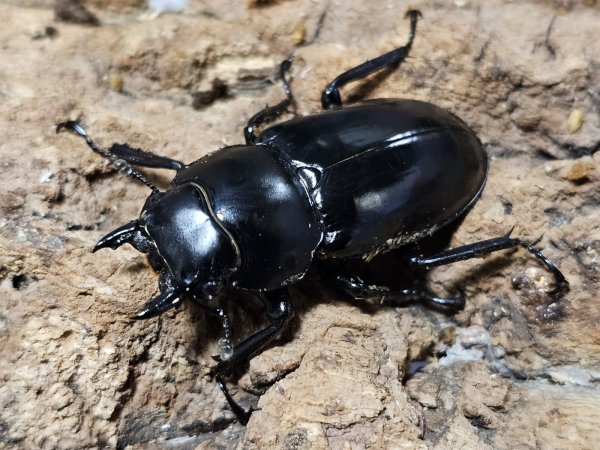 画像2: ウエストウッディオオシカクワガタ　83/43 成虫ペア (2)