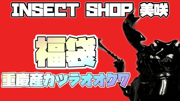 画像1: 2026 福袋 重慶産カツラオオクワ (1)